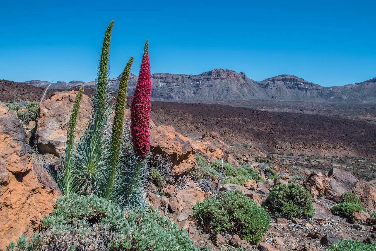 Holiday Home El Teide Icod De Los Vinos Ισπανία